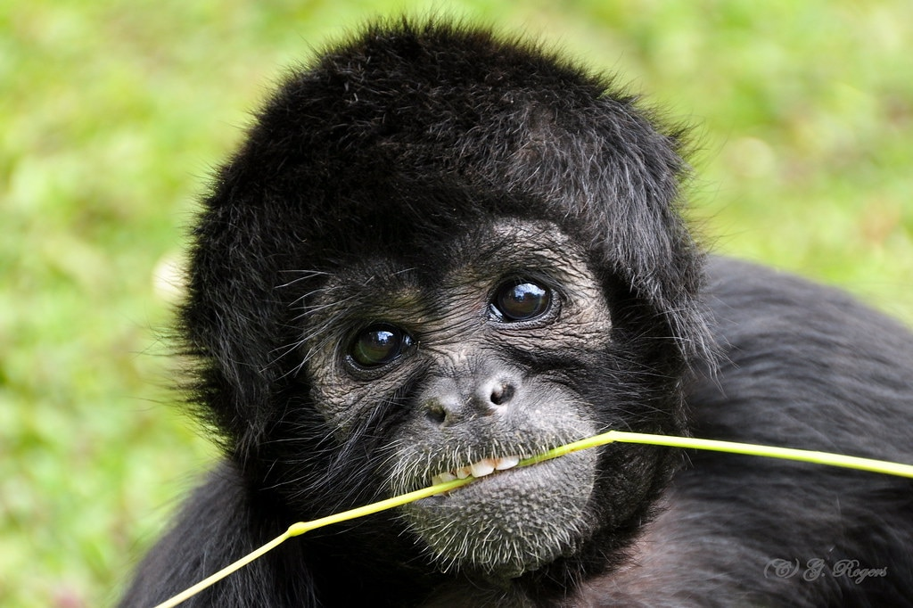 A cozy cartoon monkey